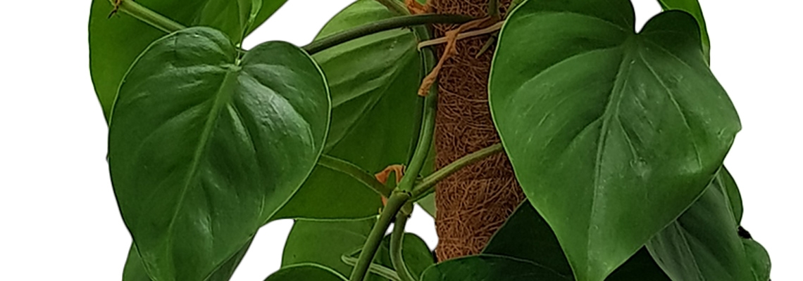 Philodendron Cordatum Banner Image0.jpg